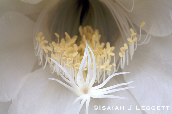 Night Blooming Cereus Close Up - San Diego, CA